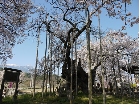 実相寺　神代桜