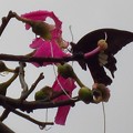 トックリキワタの花の蜜を吸うアゲハ
