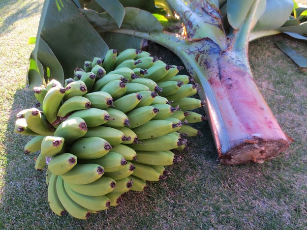 宮崎ミニバナナ収穫