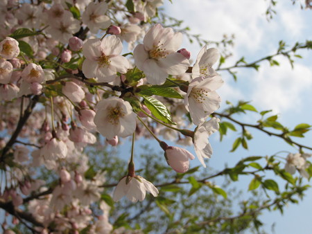 桜