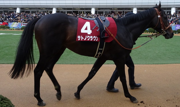 ｻﾄﾉｸﾗｳﾝ(2回中山4日 11R 第52回 報知杯弥生賞(GII)出走馬)