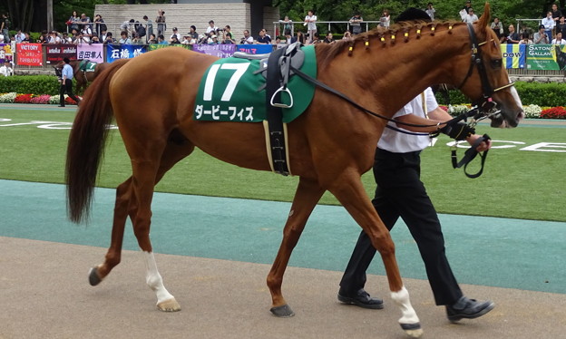ﾀﾞｰﾋﾞｰﾌｨｽﾞ(3回東京4日 11R 第33回 ｴﾌﾟｿﾑｶｯﾌﾟ(GIII)出走馬)