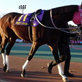 Photos: ｱﾎﾟﾛｹﾝﾀｯｷｰ(15回大井(東京ｼﾃｨ競馬(TCK))4日 10R 農林水産大臣賞典 第62回 東京大賞典(GI)出走馬) (