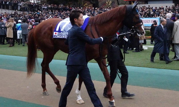 ｼｭｳﾞｧﾙｸﾞﾗﾝ(5回東京8日 11R 第36回 ｼﾞｬﾊﾟﾝｶｯﾌﾟ(GI)出走馬)
