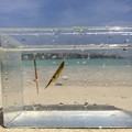 プラケの中の魚in小野津の海