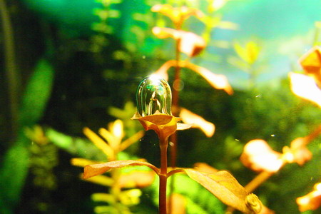 気泡