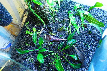 植え込み