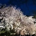 東京 駒込 六義園 夜桜2