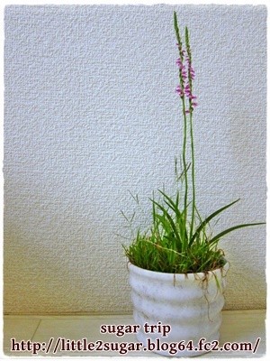 ねじり草1