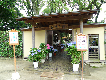 筥崎宮~紫陽花園(1)