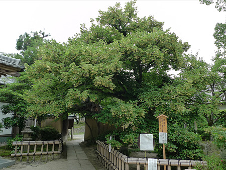 戒壇院の菩提樹(1)