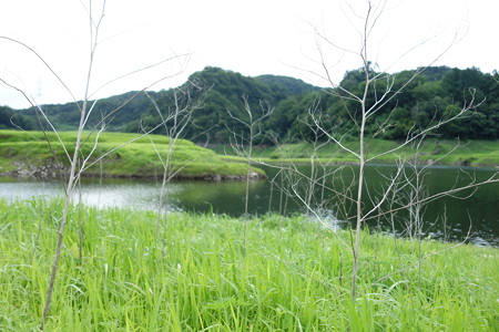 DSC02331