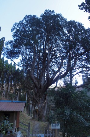 ookubonohinoki_p02