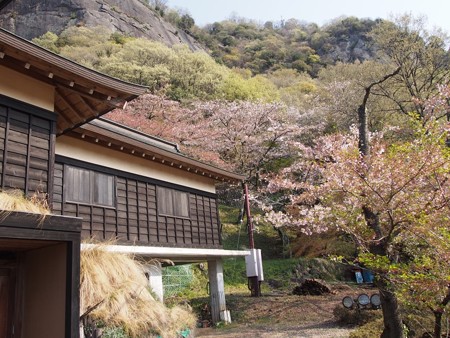 iwadonosan39