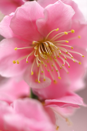 nex511030706