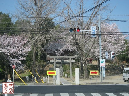 八幡神社の桜02