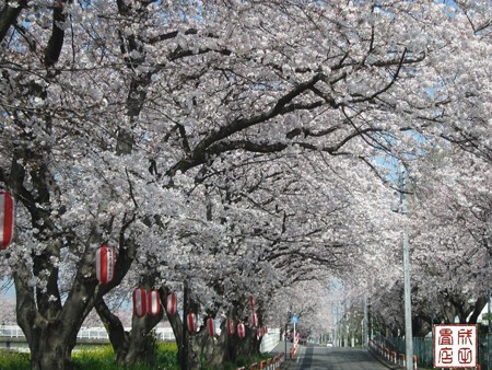 青毛掘川の桜07