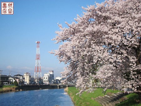 古利根川の桜12