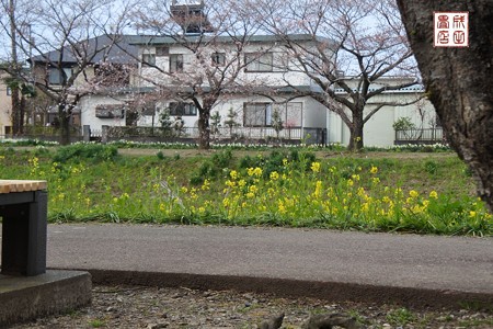 桜02