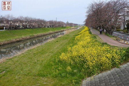 桜06
