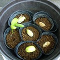 Photos: 150528-1　なた豆の発芽