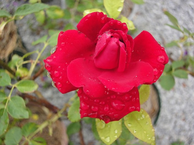 160609-7　赤いバラ