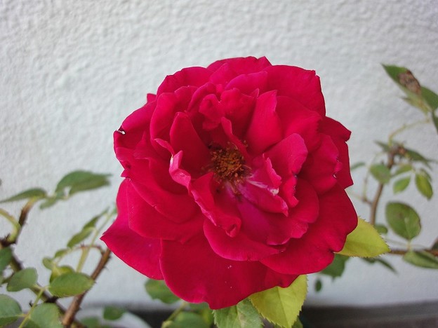 160610-2 赤いバラ