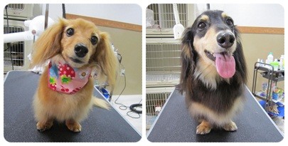 20120714 トリミング直後