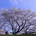 Photos: 満開の桜の下で