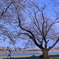 Photos: 犀川の桜並木