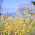 Photos: レンギョウ　犀川河川敷