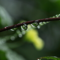 Photos: 雨上がりの滴　　ゴーヤの花