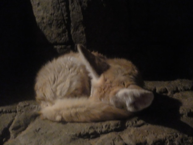 フェネックの寝る姿は狐みたいだった。
