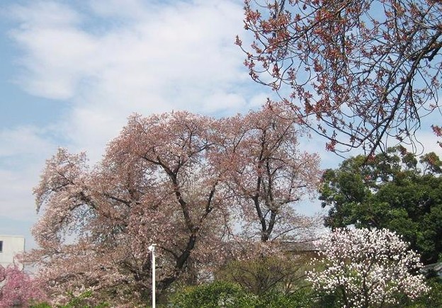 桜の大木 (2)