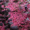 Photos: 14.55　真っ赤な花びらが散ってs