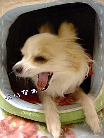 いいな~