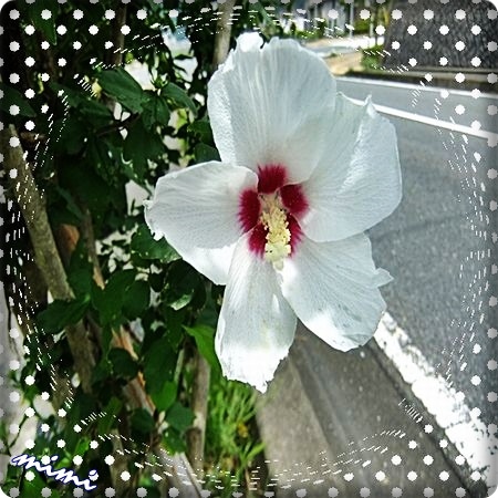 むくげ