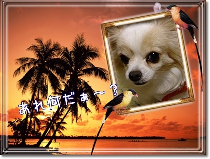 あれなんだ~?