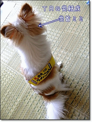 立候補したよ~