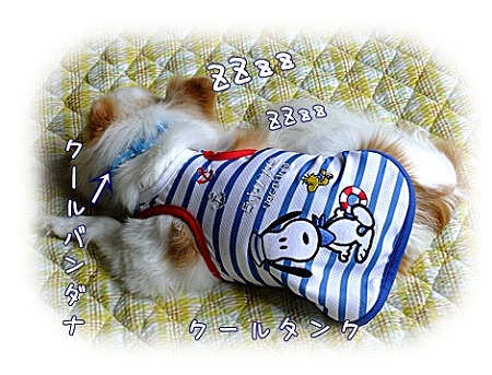 暑さ対策