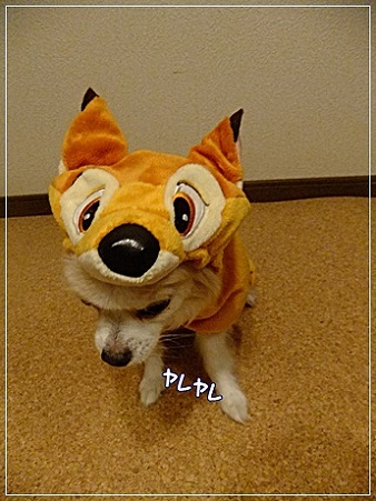 ヤレヤレ