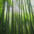 緑竹の園