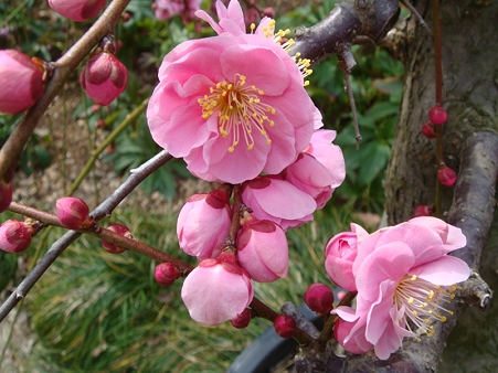 ume1
