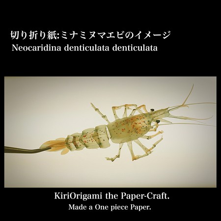 ミナミヌマエビのイメージ
