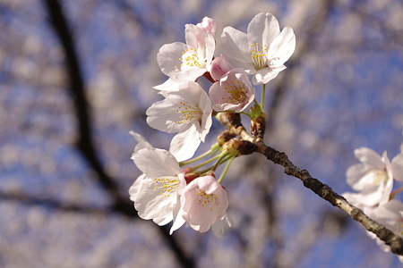 ソメイヨシノ (5)