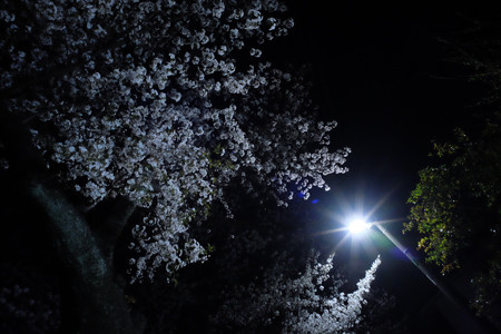 夜桜