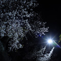 Photos: 夜桜