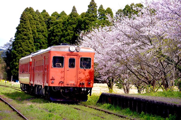 いすみ鉄道国吉駅へ到着のキハ52。。桜とともに。。20160409