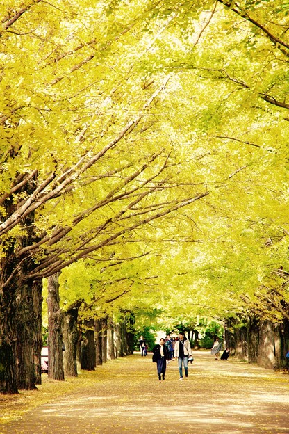 散歩する人々。。昭和記念公園イチョウ並木 20161110