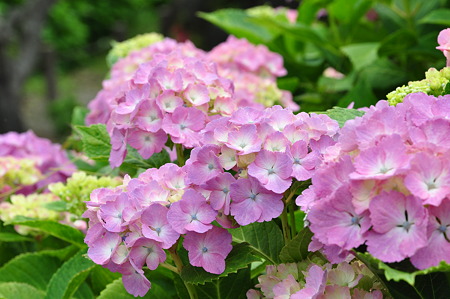 河村瑞賢公園の紫陽花・3